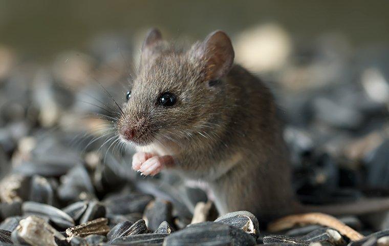 cute little mouse sitting on seeds