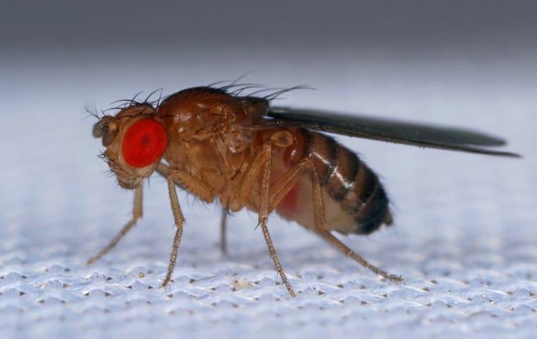 close up of a red eyed fruit fly