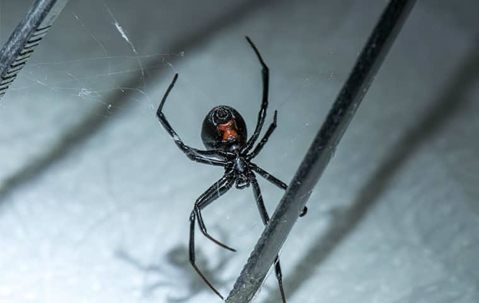 a black widow spider in a home