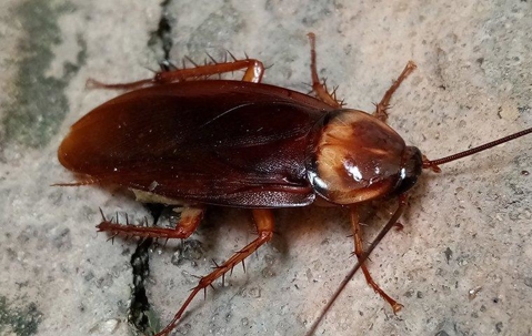 american cockroach on a home foundation