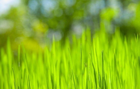 blades of grass up close