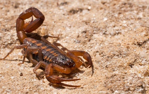 bark scorpion on ground