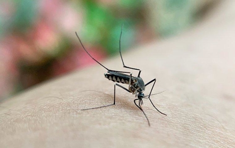 mosquito biting some one