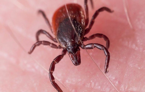 tick control crawling on skin
