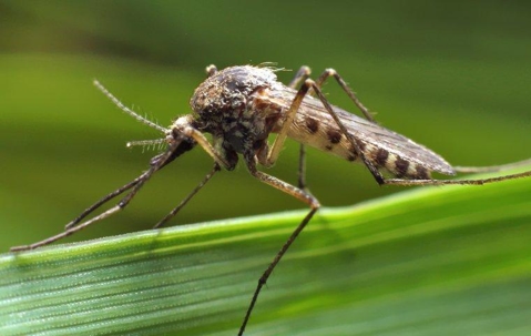 up close image of a mosquito on a blade of grass