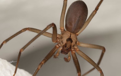 a brown recluse spider hanging in a web