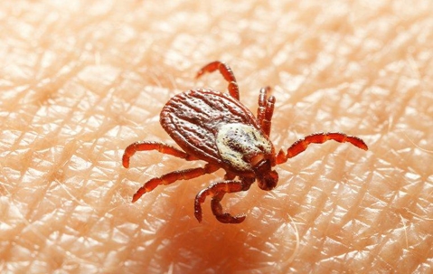 american dog tick biting skin