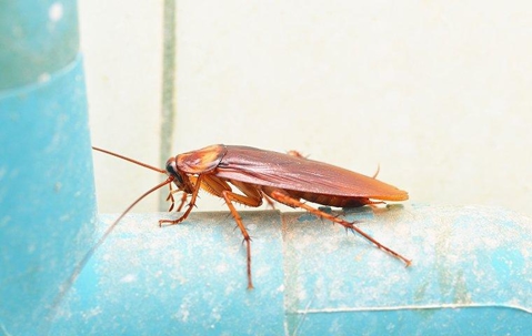 cockroach in a basement