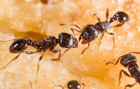 pavement ants on fruit in denver