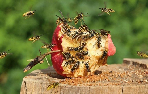 a swarm of wasps on an eaten apple