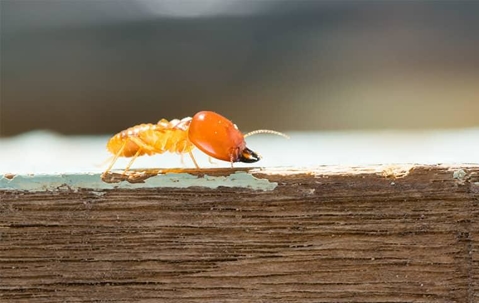 termites in the winter