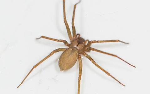 an up close image of a brown recluse spider crawling on a wall