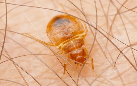 a bed bug crawling and biting human skin