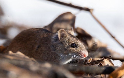 mouse outside in leaves