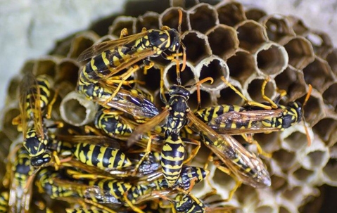 wasps on their nest