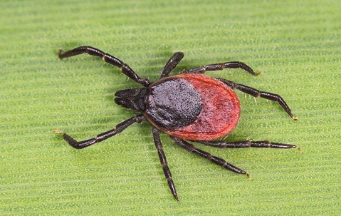 a deer tick on a house plant