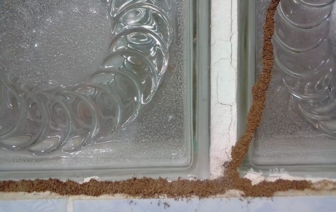 termites mud tubing on a window pane