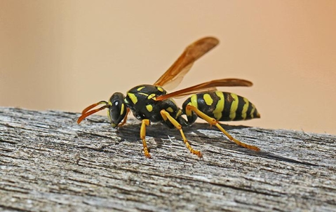a wap crawling on a fence post