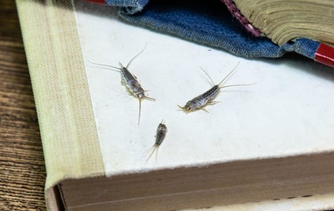 silver fish gathered on a book