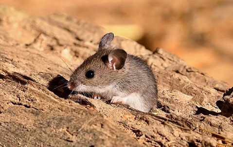 a deer mouse on a wood pile
