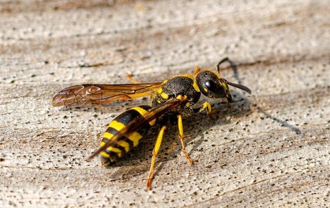 up close image of a wasp that landed on a table