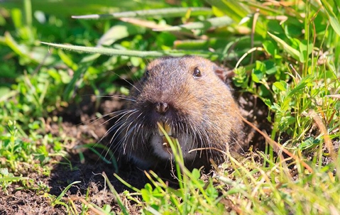 gopher's head sticking out of a hole in the grass