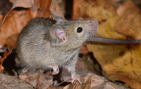 a house mouse crawling in a pile of leaves