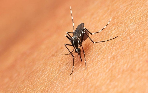 mosquito on a mans skin