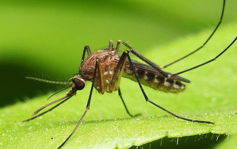 a mosquito perched on a green leaf