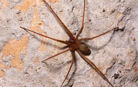 brown recluse spider