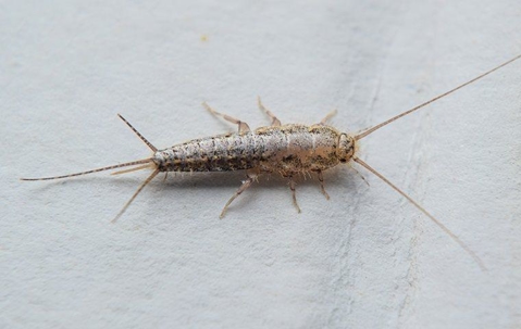 silverfish on white surface