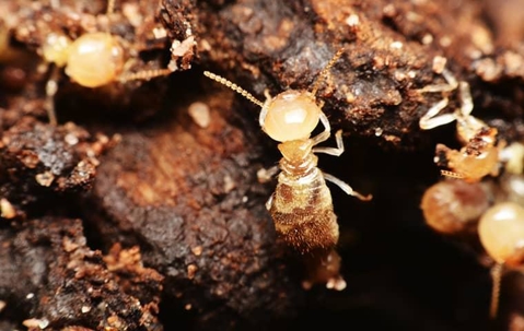 termites crawling on wood