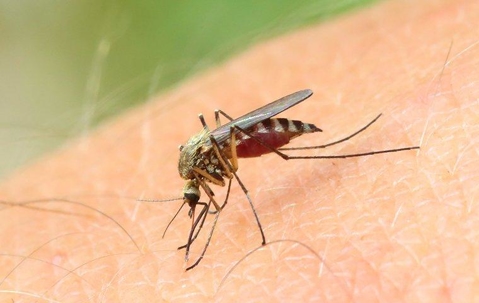 mosquito biting and spreading disease