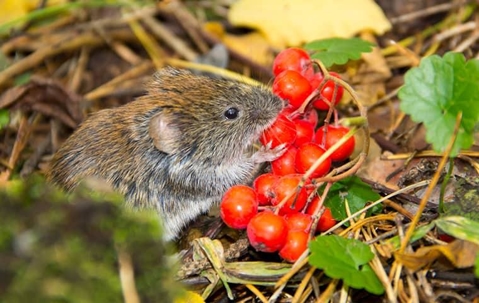 meadow vole eating berries