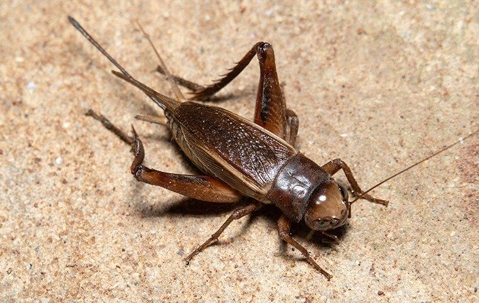 a house cricket crawling on kitchen tile