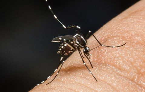 a mosquito biting a human finger