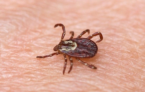 an american dog tick crawling on skin