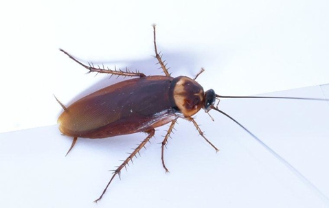 an american cockroach in a kitchen
