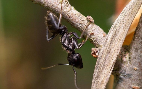carpenter ant crawling on a garden plant