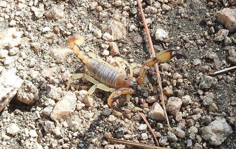 a common scorpion crawling in the dirt