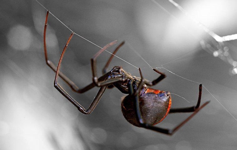 a black widow spider in a web at night