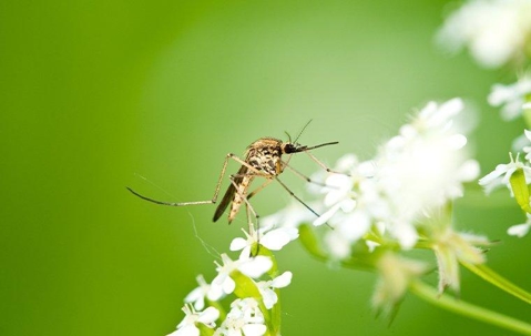 a mosquito that landing on flowers