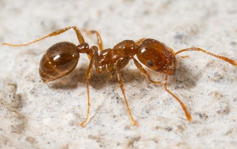 a fire ant crawling on a patio
