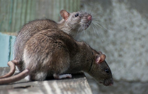 norway rats infesting a property