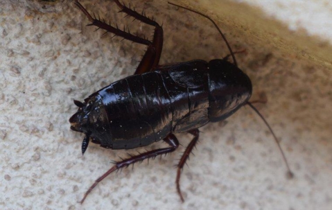 oriental cockroach in kitchen