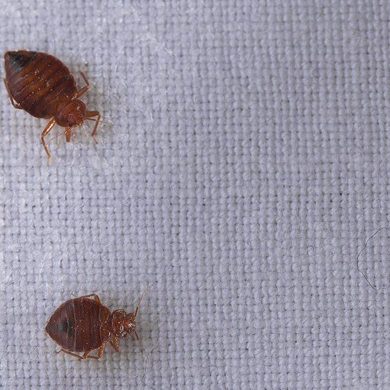 Bed Bug Control