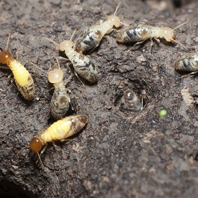 Termite Control