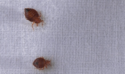 Bed Bug Control