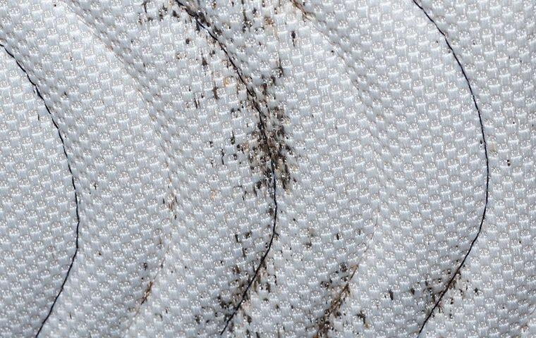 bed bug mess on a mattress