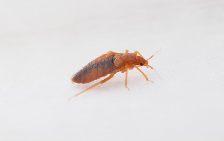 close up of a bed bug